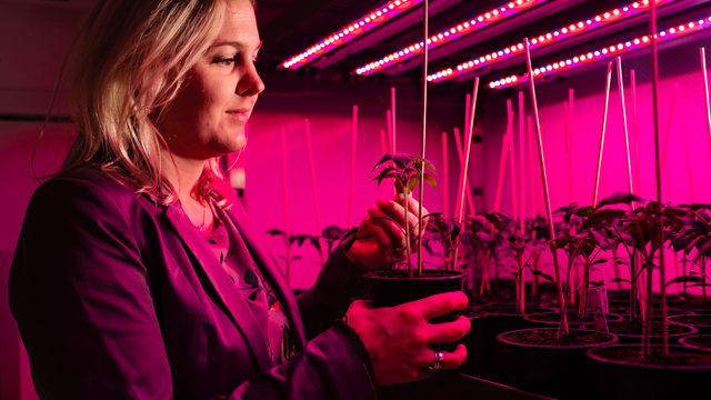 Planten onder paars licht - Cursus Telen met licht