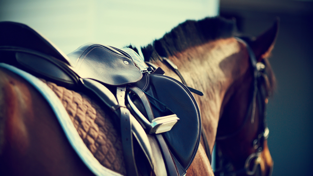Horse with saddle