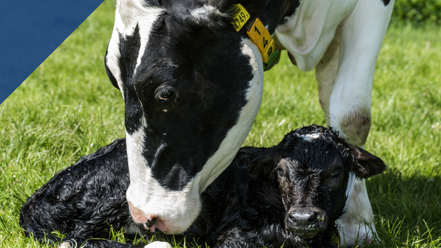 Cover Beslissen van kalf tot koe