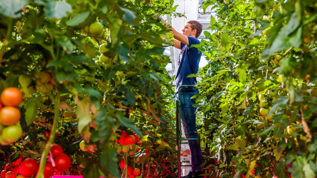 CoE Groen tweede fase