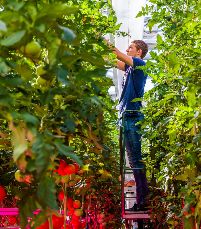 CoE Groen tweede fase