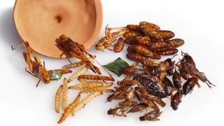 insecten