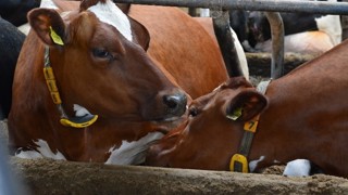 Cows social behaviour