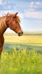 Paard in weiland