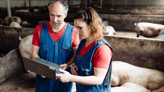 varkens in stal - Cursus Kennismaking varkenshouderij