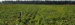 Landbouw