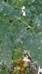Tomatenplant met witziekte