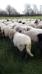 Kudde schapen in weiland