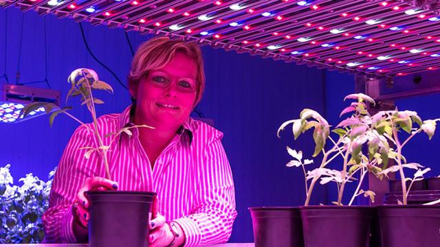 vrouw met tomatenplanten in violet licht