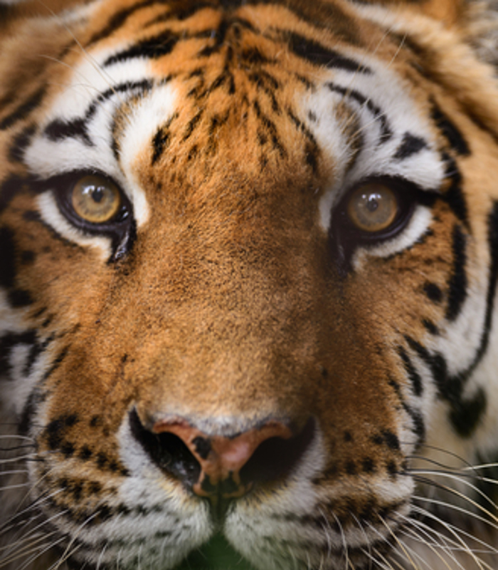 tijger