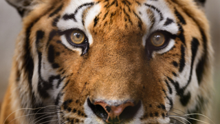 tijger