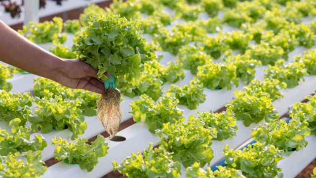 Cursus Hydroponics