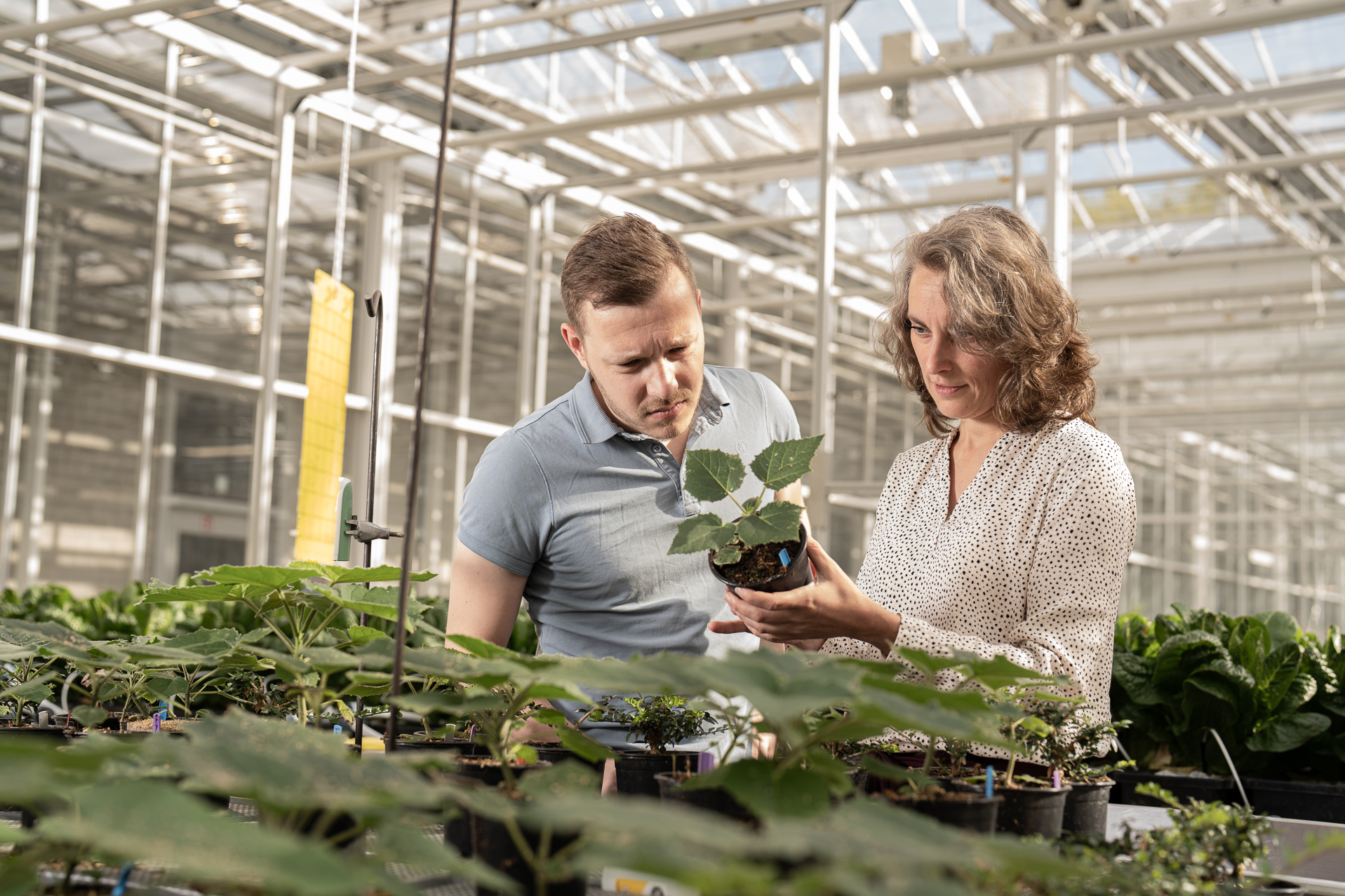 Gezonde_voedselproductie