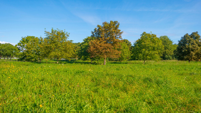 bomen
