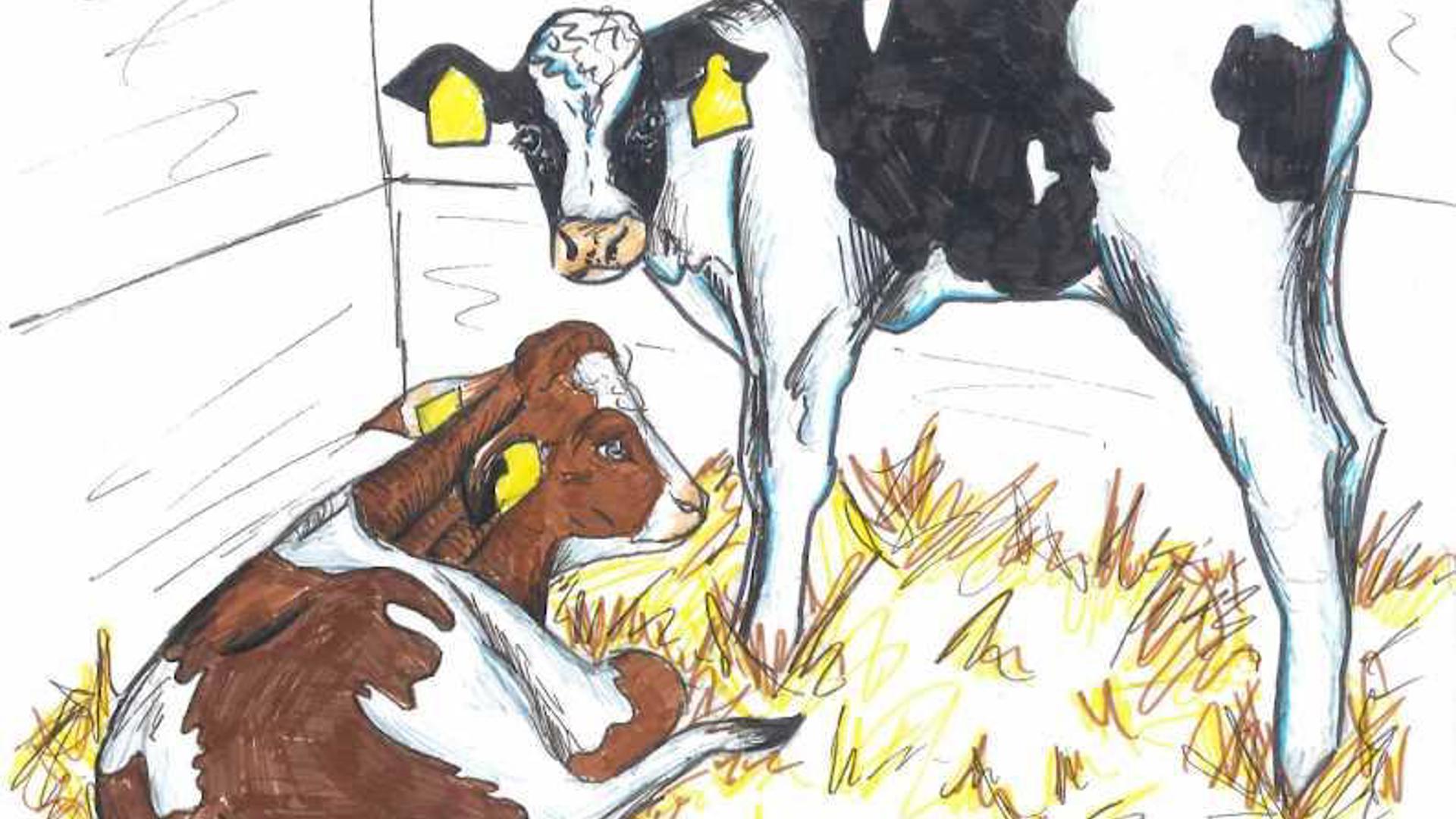 Tekening van twee koeien in een stal