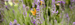 Foto vlinder en bij op takje lavendel