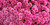 chrysanten roze