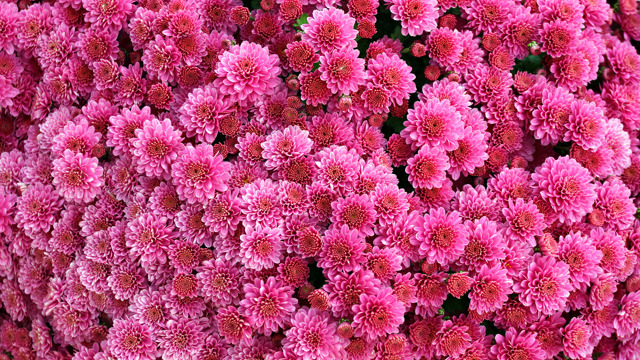 chrysanten roze
