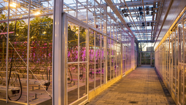 Kas - HAS Hogeschool