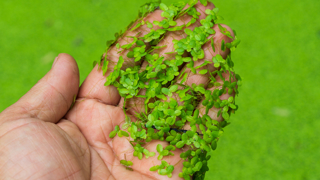 Water lentils