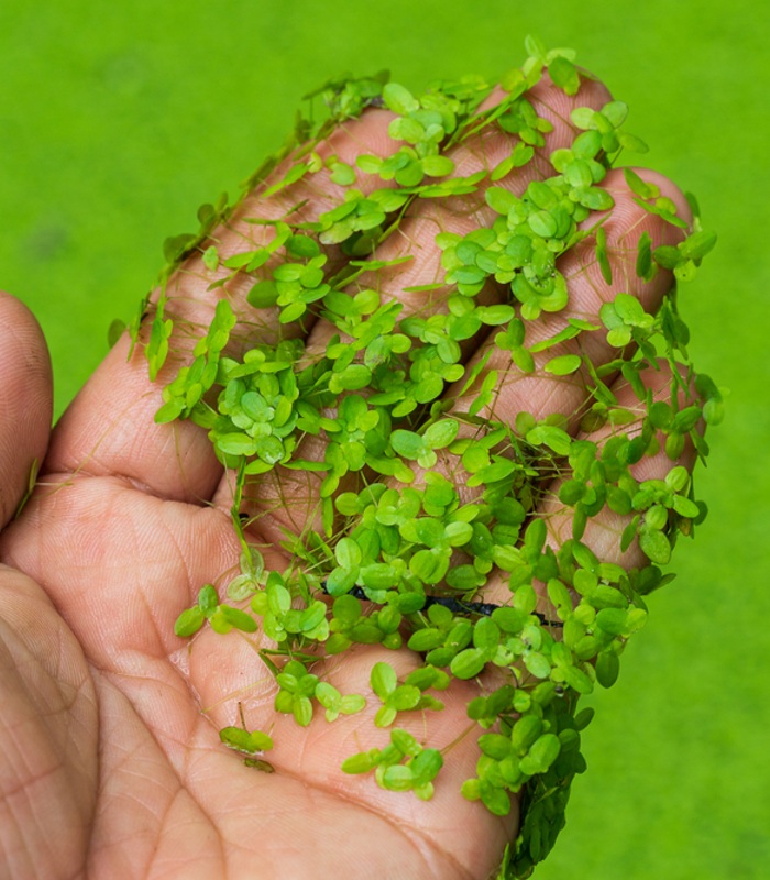 Water lentils