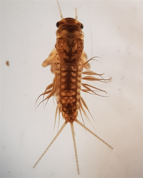 eendagsvlieg_bruintiphaft