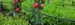 Apple trees in experimental garden