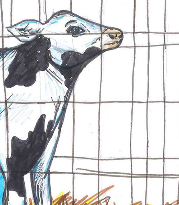 Blauwdruk kalveropfok