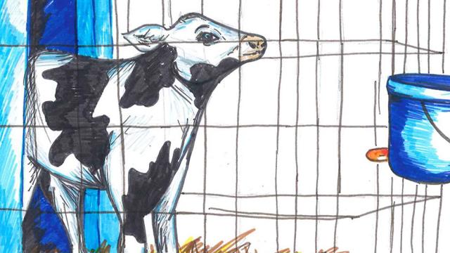 tekening van kalf in kooi