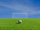 Grasveld met voetbal en goal - Cursus de grasmat als speelvloer