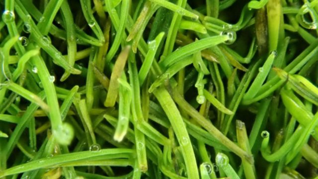 gras