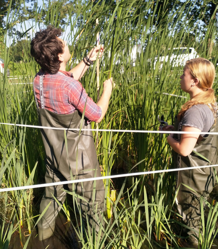 Students HAS bulrush field