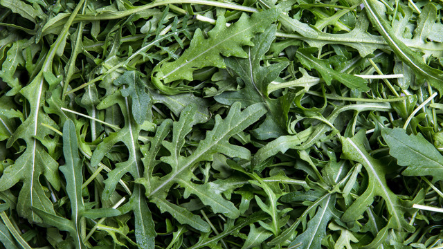 rucola