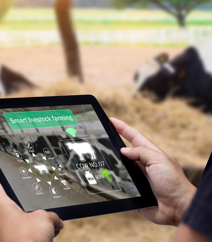 Tablets en koeien