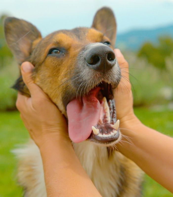 Human dog