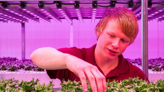Jongen in een BrightBox bij teelt