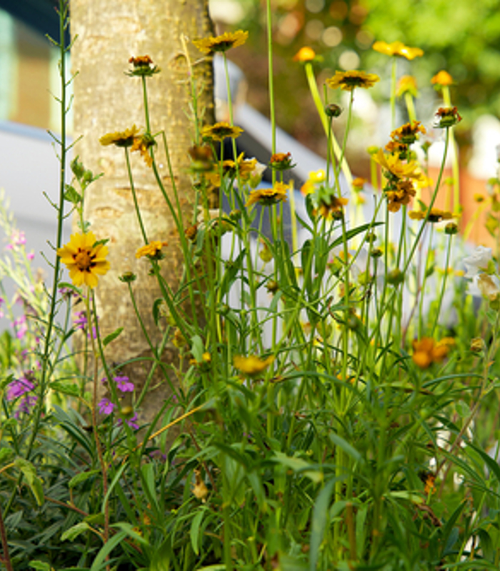 Biodiversiteit