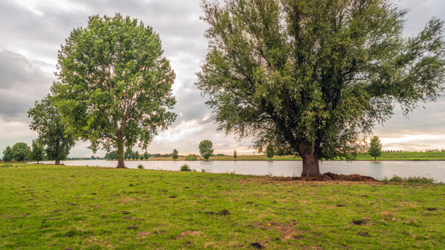 Marker Trees - Maas Netherlands