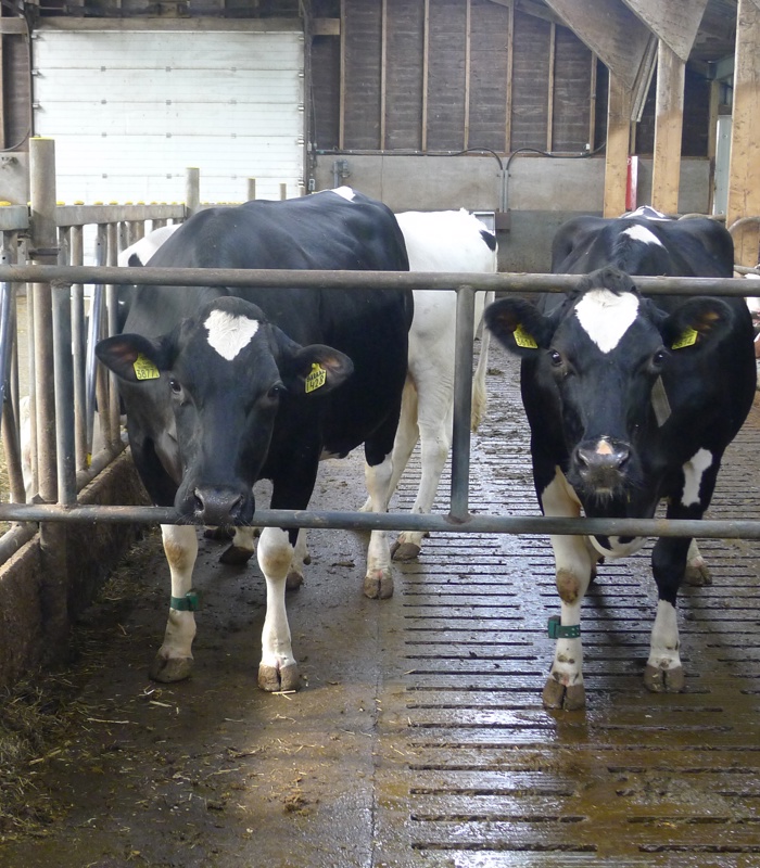 koeien in veld met stal in de achtergrond