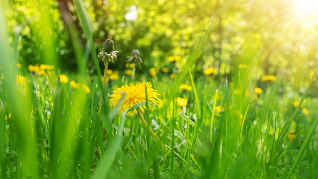 Gras met paardenbloemen