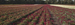 astilbe field