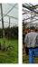 Visitors at apple trees