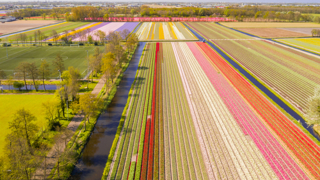 bollenstreek