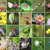 various examples Biodiversity