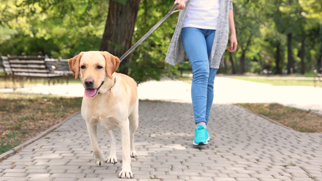 HAS onderzoek impact dierondersteunde interventies op honden
