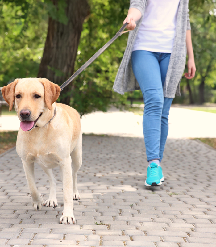 HAS onderzoek impact dierondersteunde interventies op honden