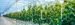 Planten in kwekerij - Plant physiology in one week