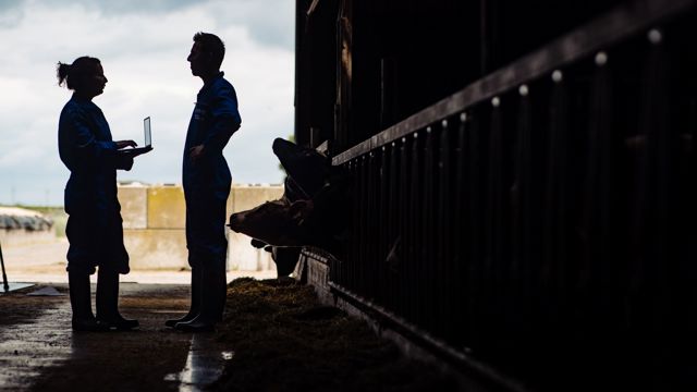 man en vrouw in koeienstal met laptop