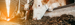 Cows in stable