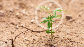 Gezonde plant op een vitale en duurzame bodem